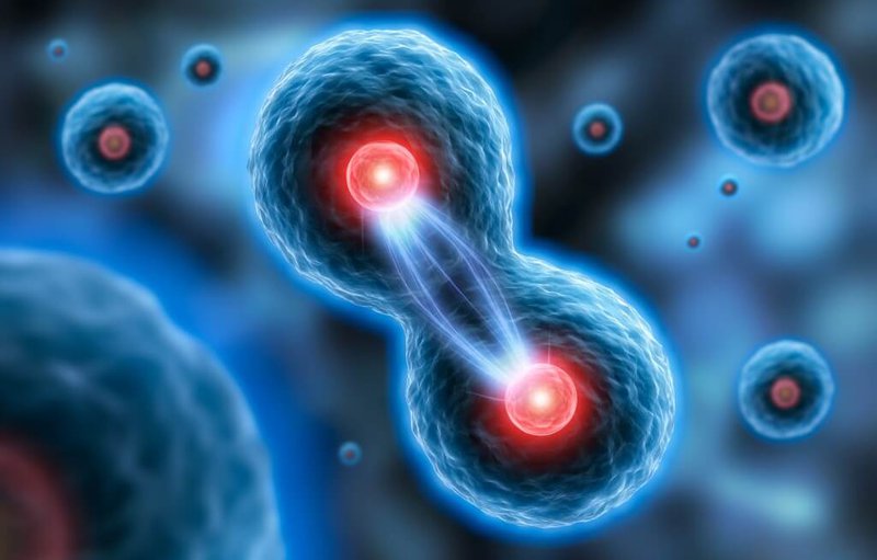 44199-Telomere_vieillissement_cellules-souches-1.jpg