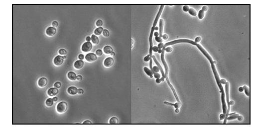 Khám phụ khoa ở Dĩ An