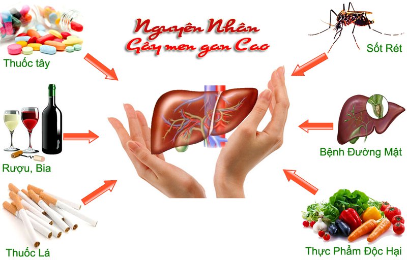 Nguyên nhân nào dẫn đến gan nhiễm mỡ?