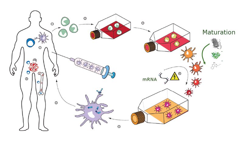 Liệu pháp DC vaccine trong điều trị ung thư