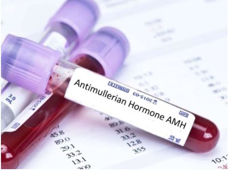 Anti-Mullerian Hormone (AMH) là gì? | GOTOWOMEN TW3