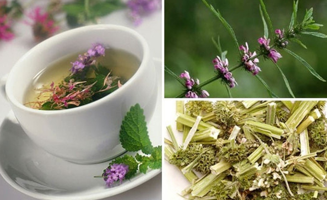 Top 20 thuốc điều hòa kinh nguyệt tốt nhất cho phái nữ không ảnh hưởng sức khỏe 19 Cây ích mẫu có tác dụng điều hòa kinh nguyệt rất tốt