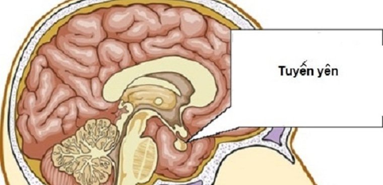 Prolactin máu thấp cảnh báo điều gì? Prolactin máu thấp cảnh báo điều gì?