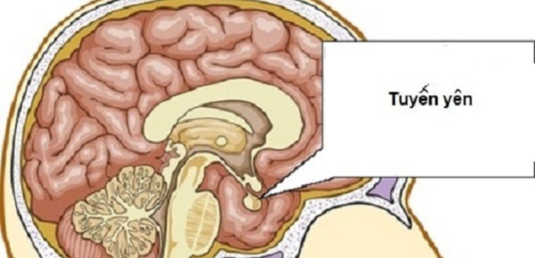 Prolactin máu thấp cảnh báo điều gì?