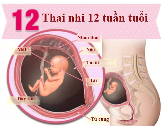 Sự thay đổi của bà bầu tuần 12