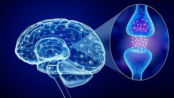 Cuộc sống bí mật của các hóc môn trong cơ thể Cuộc sống bí mật của các hóc môn trong cơ thể