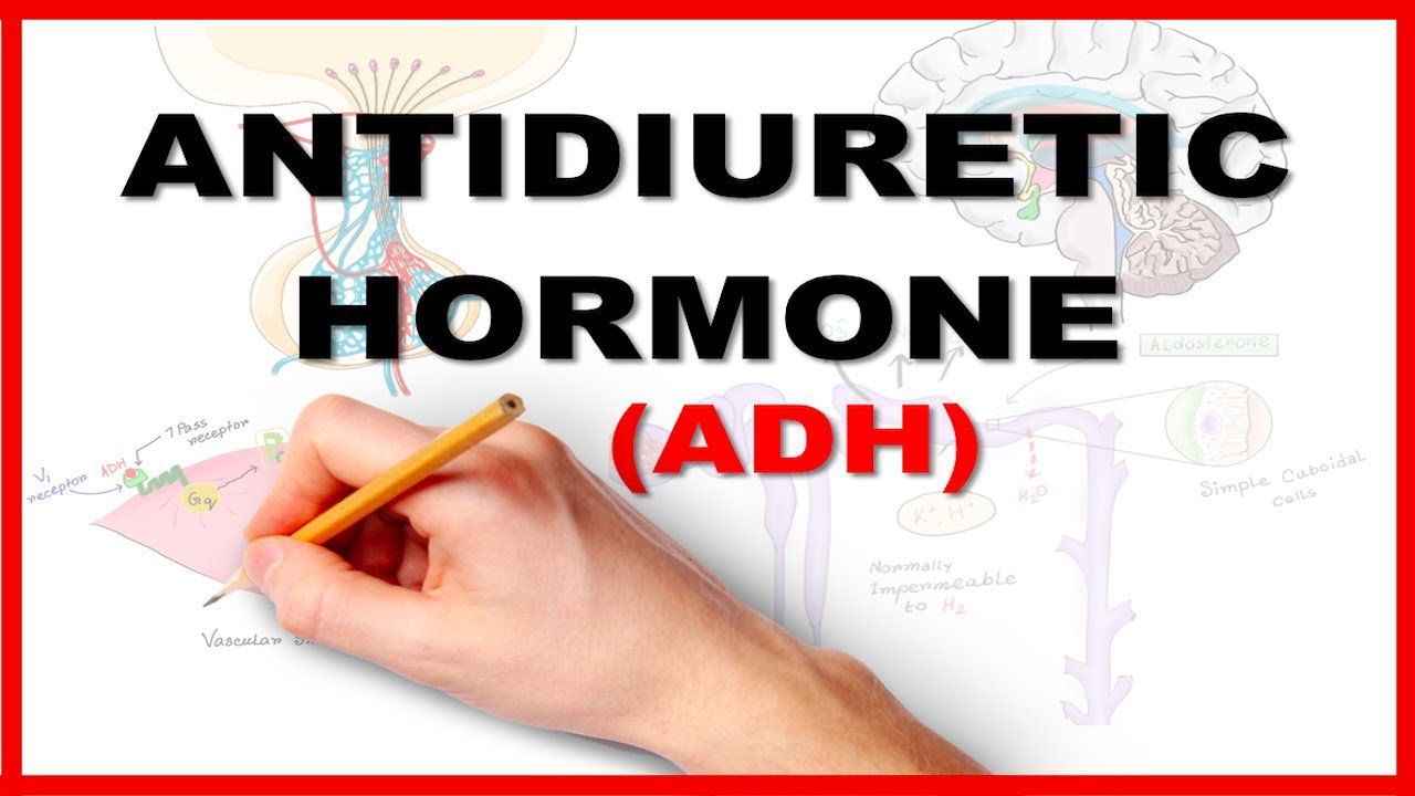 What role does ADH hormone play? Vinmec