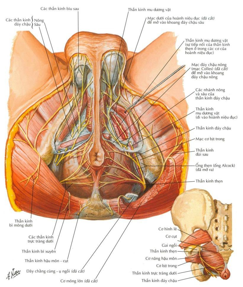 Vị trí của dây thần kinh thẹn