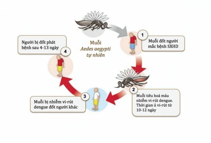 Sốt xuất huyết