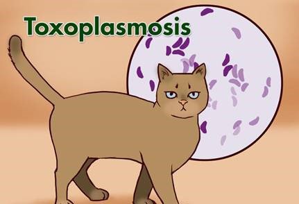 Ký sinh trùng Toxoplasma có thể lây từ mẹ sang con qua nhau thai Ký sinh trùng Toxoplasma có thể lây từ mẹ sang con qua nhau thai