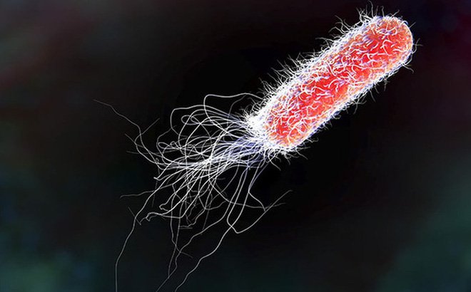 Kháng sinh điều trị vi khuẩn E coli: Những điều cần biết Kháng sinh điều trị vi khuẩn E coli: Những điều cần biết