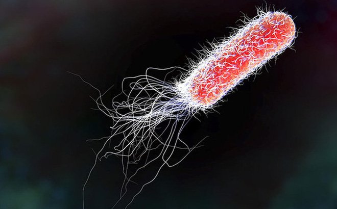 E. coli