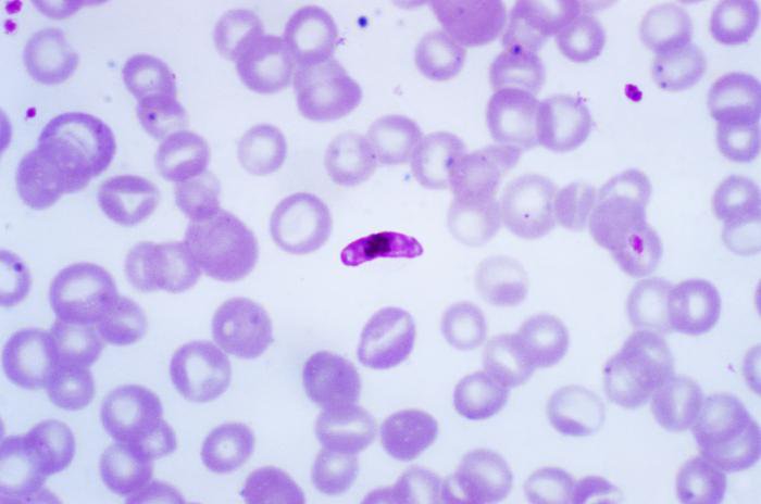 Ký sinh trùng Plasmodium falciparum