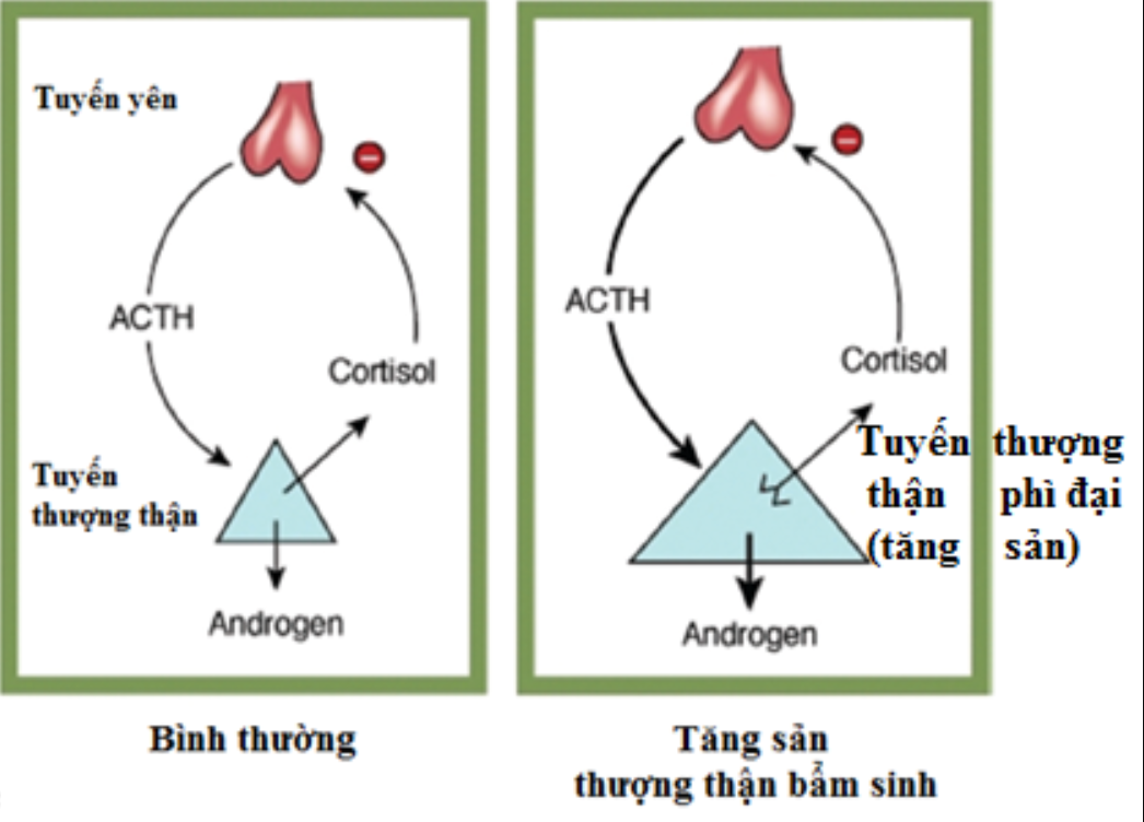 Cơ chế điều hòa hoóc-môn tuyến yên