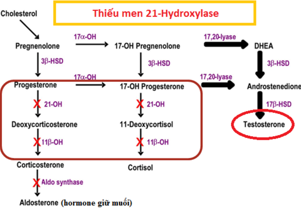 Sàng lọc sơ sinh tại Vinmec Phú Quốc Sàng lọc sơ sinh tại Vinmec Phú Quốc