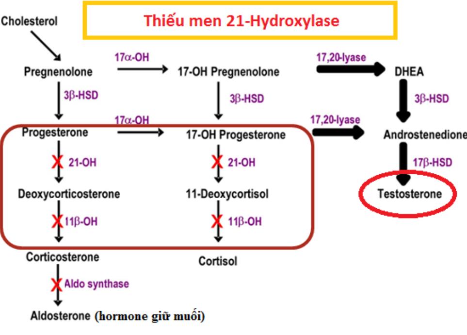 Ảnh hưởng của thiếu enzyme 21