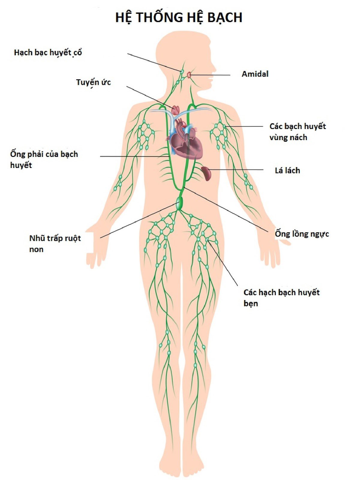 Sinh thiết hạch cổ: Khi nào cần làm? Sinh thiết hạch cổ: Khi nào cần làm?