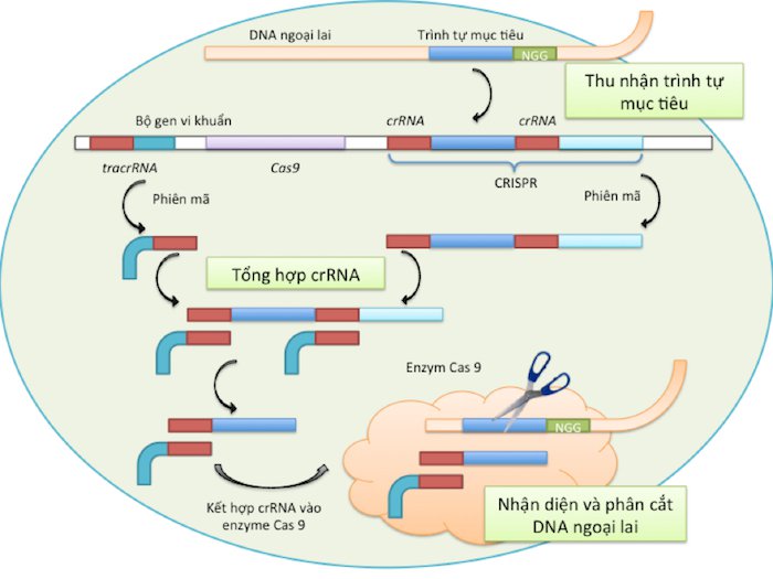 Tìm hiểu về hệ thống chỉnh sửa hệ gen CRISPR Tìm hiểu về hệ thống chỉnh sửa hệ gen CRISPR