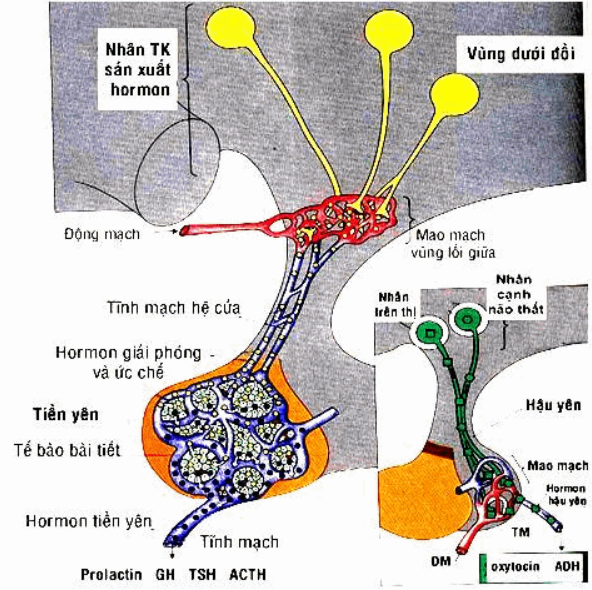 Ý nghĩa chỉ số xét nghiệm ACTH đánh giá hội chứng Cushing và bệnh Addison Ý nghĩa chỉ số xét nghiệm ACTH đánh giá hội chứng Cushing và bệnh Addison