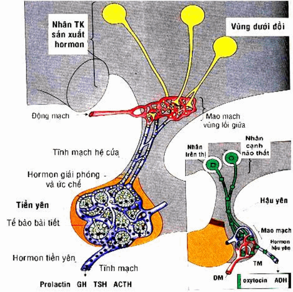 hormone ACTH