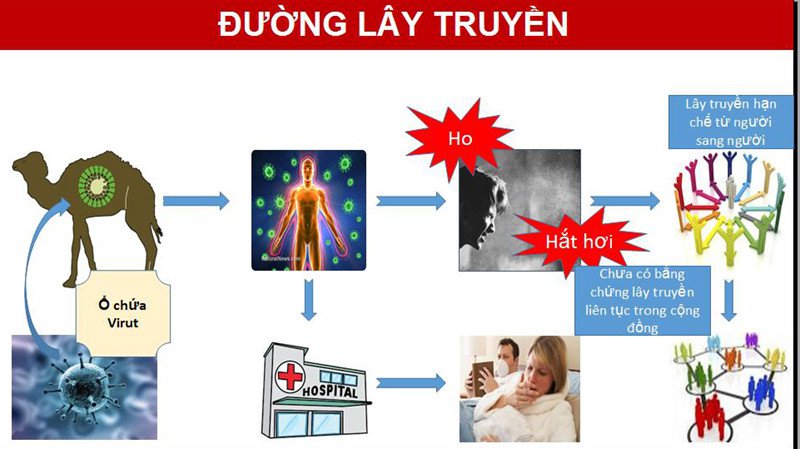 Nguồn gốc và triệu chứng của bệnh do MERS CoV Nguồn gốc và triệu chứng của bệnh do MERS CoV