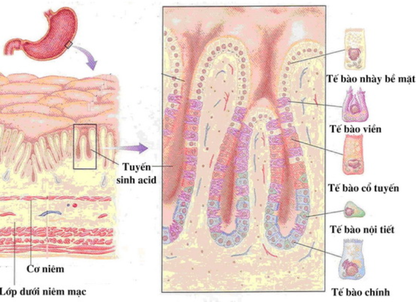 Lớp nhày niêm mạc dạ dày