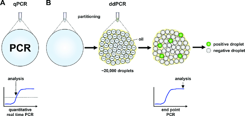 PCR