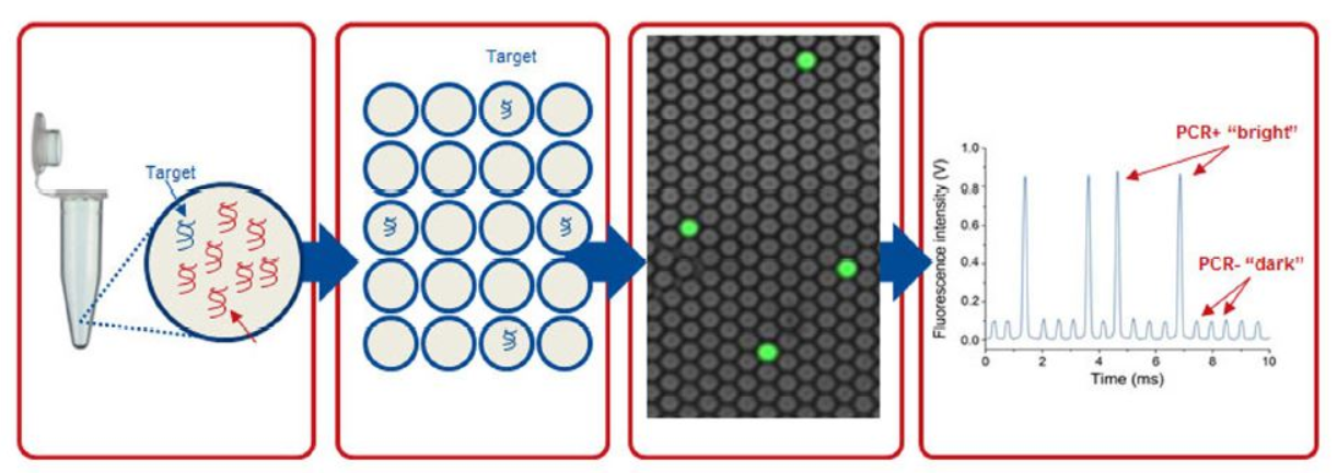 Công nghệ PCR (ddPCR)