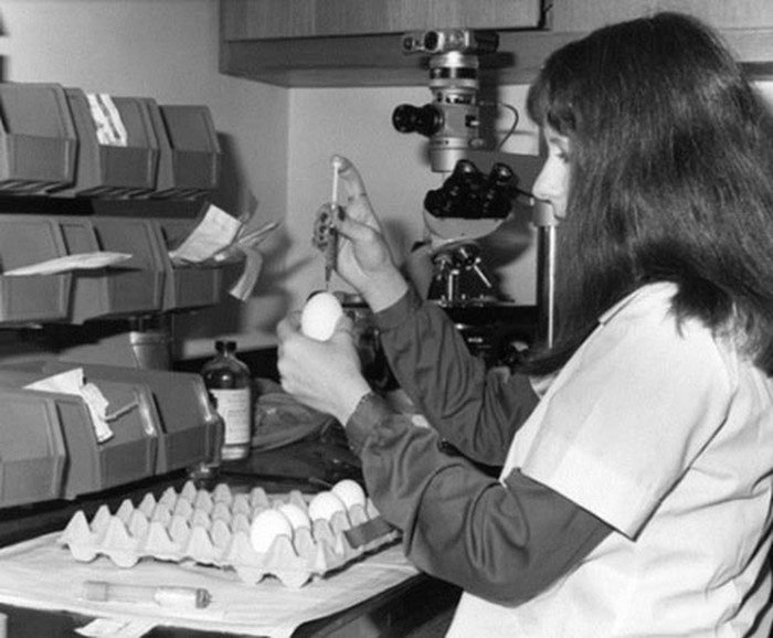 Đại dịch 1968: Virus H3N2 Đại dịch 1968: Virus H3N2