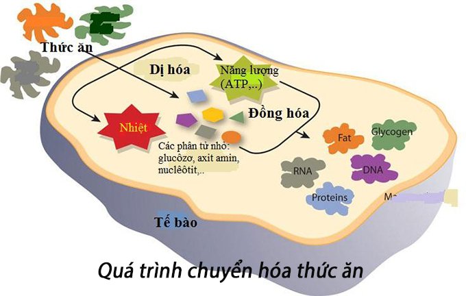 Chuyển hóa thức ăn