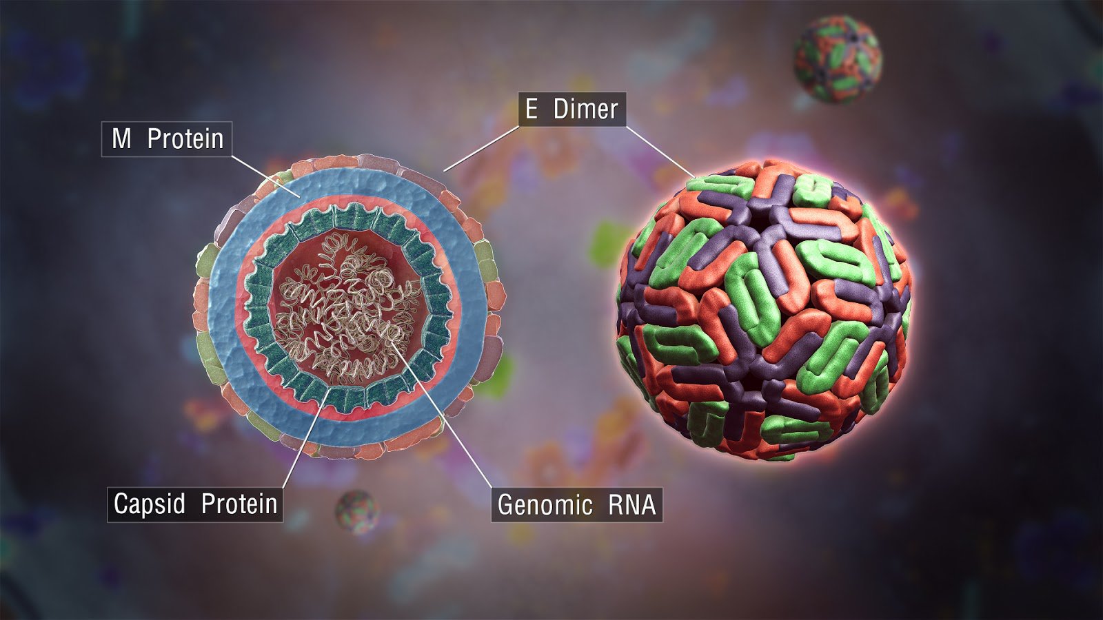 Virus gây ra sốt xuất huyết