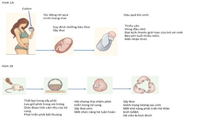 Mẹ sử dụng cà phê ảnh hưởng đến kết quả mang thai và sinh con.