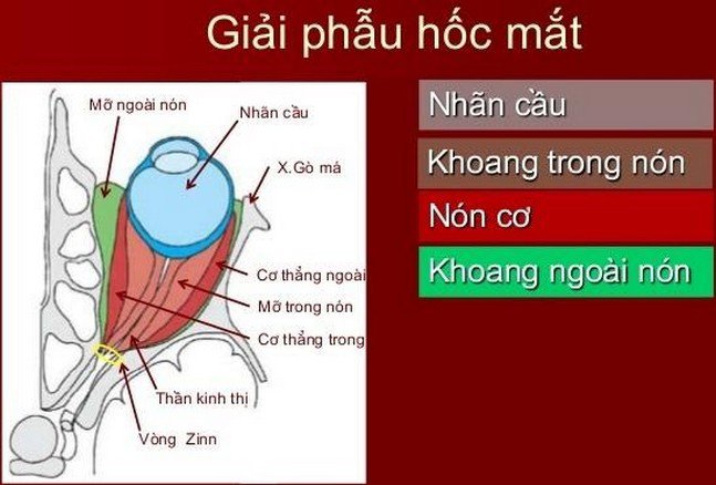 Giải phẫu hốc mắt