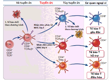 Sự trưởng thành tế bào lympho T trong tuyến ức