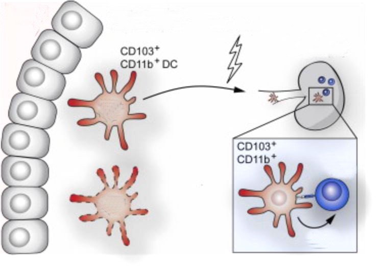 CD11b