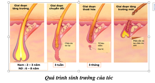 Qua trình tăng trưởng tóc