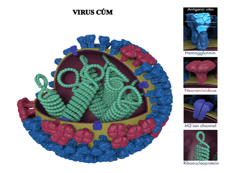 virus cúm