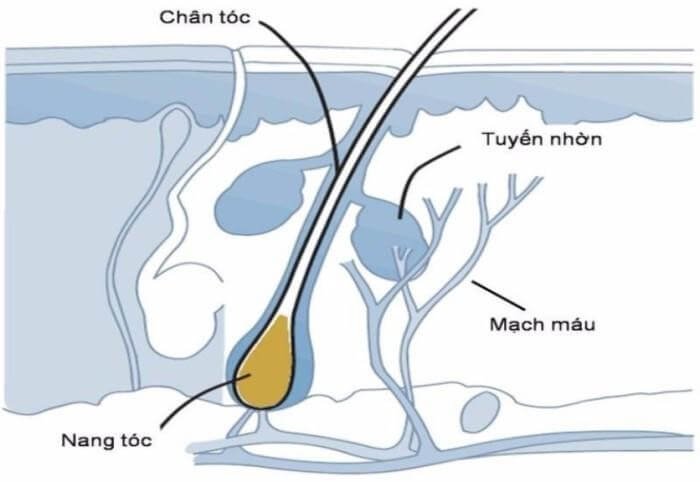 Nang tóc: Chức năng và giải phẫu Nang tóc: Chức năng và giải phẫu