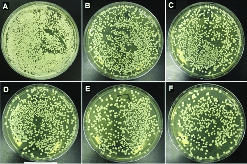 Candida albicans