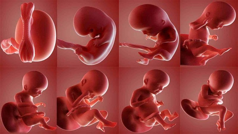 Siêu âm đánh giá sự rối loạn tăng trưởng của thai nhi Siêu âm đánh giá sự rối loạn tăng trưởng của thai nhi