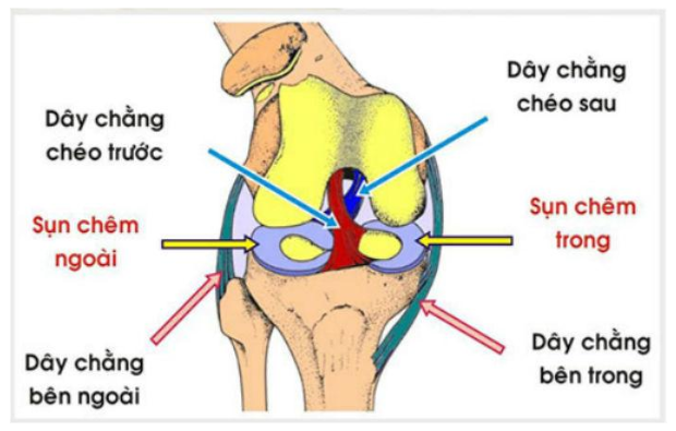 Vai trò của dây chằng