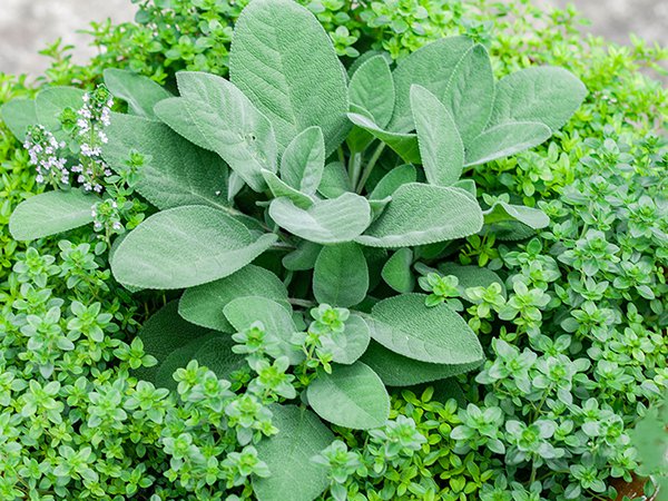 Những loại cây hoa không tốt và tốt cho những người bị dị ứng Những loại cây hoa không tốt và tốt cho những người bị dị ứng