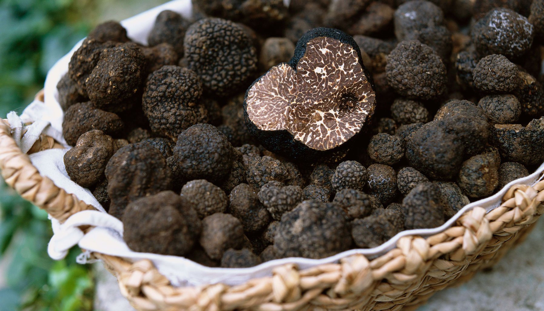 Nấm Truffle lớn lên như thế nào? Điều gì khiến chúng trở nên đặc biệt