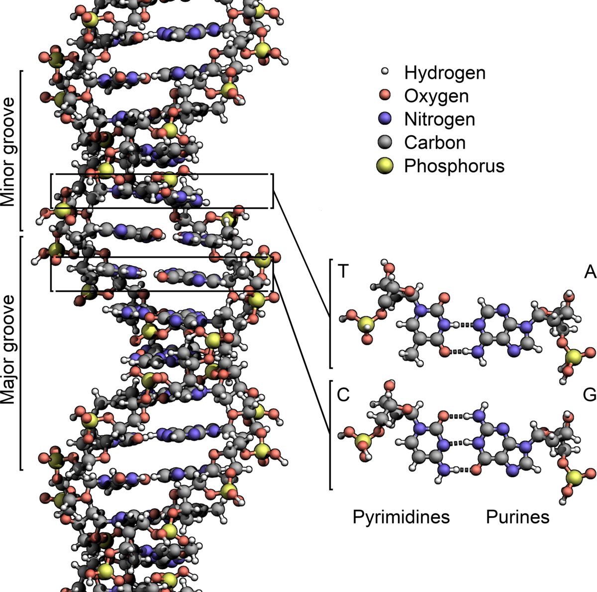 radiomic-4