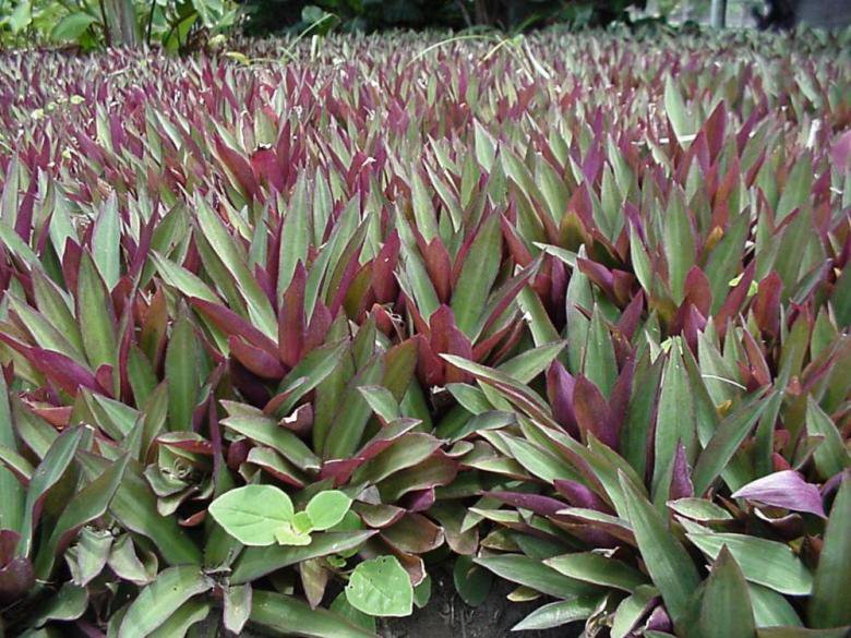 Thông tin tổng quan về cây sò huyết bạn nên biết | Vinmec