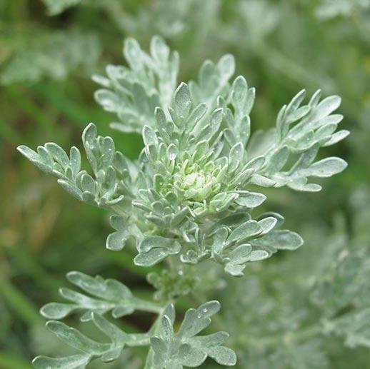 Uses of Wormwood herb Vinmec